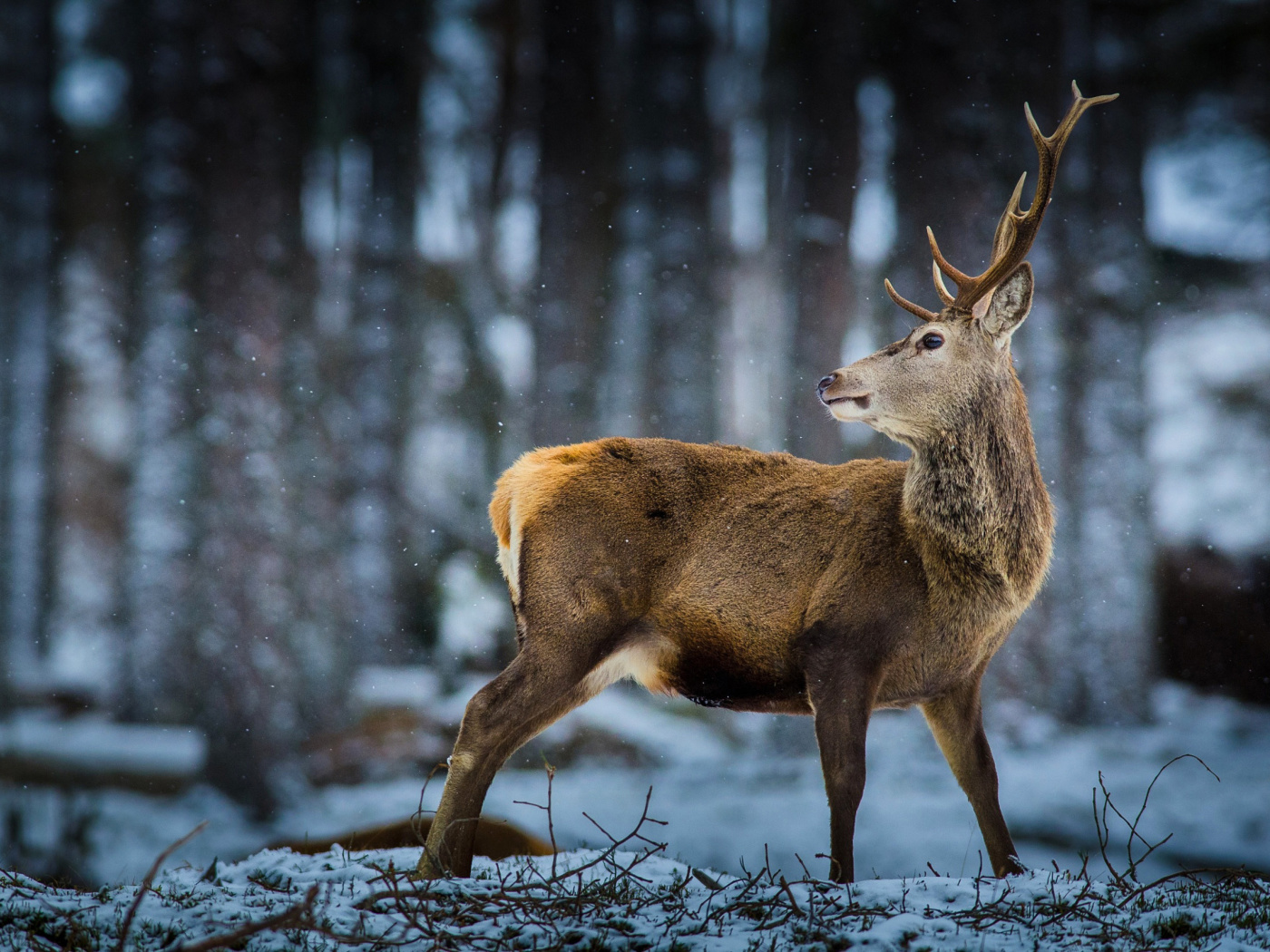 Fondo de pantalla Deer in Siberia 1400x1050