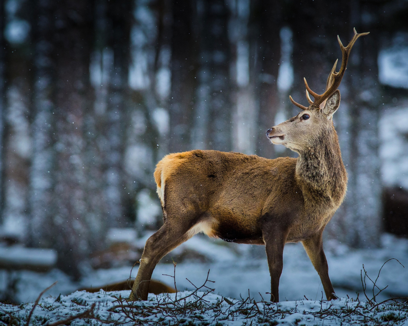 Fondo de pantalla Deer in Siberia 1600x1280