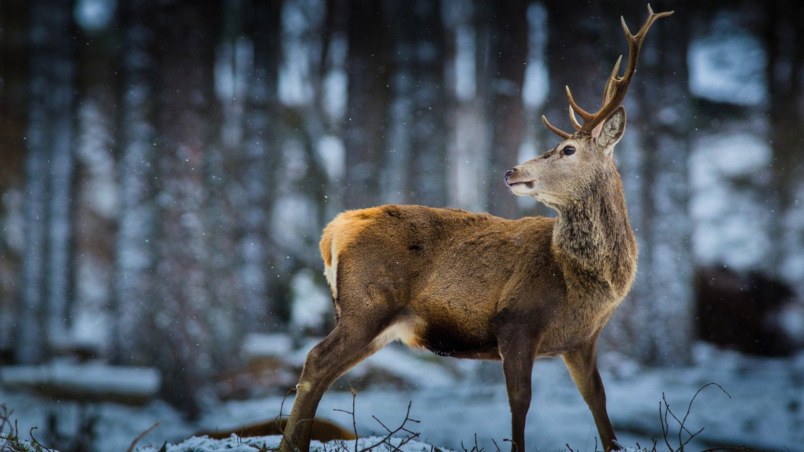 Обои Deer in Siberia 1600x900
