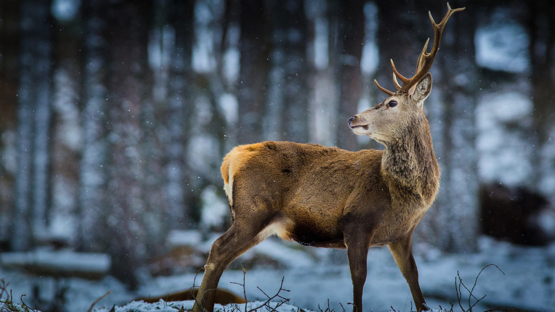 Deer in Siberia wallpaper 1920x1080