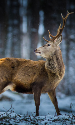 Das Deer in Siberia Wallpaper 240x400