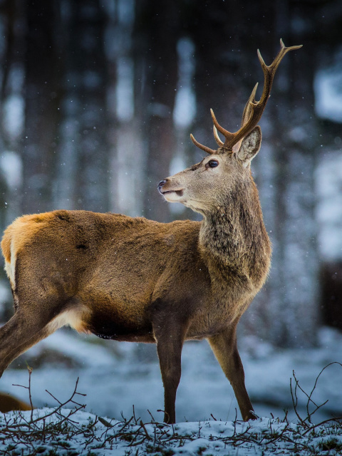 Обои Deer in Siberia 480x640