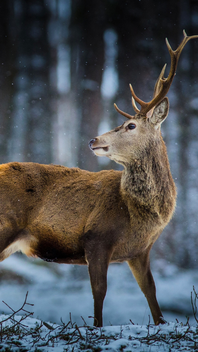 Fondo de pantalla Deer in Siberia 640x1136