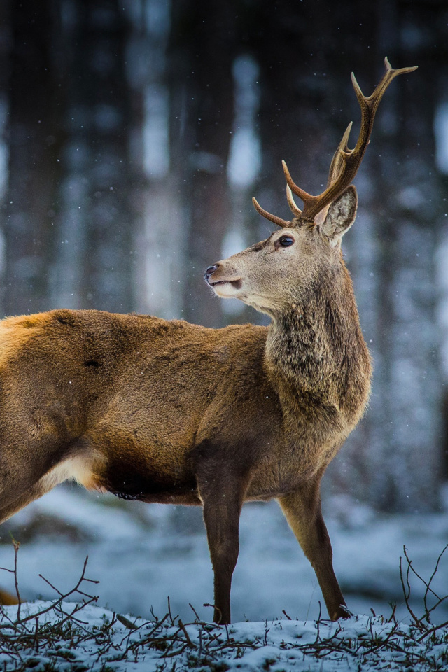 Fondo de pantalla Deer in Siberia 640x960