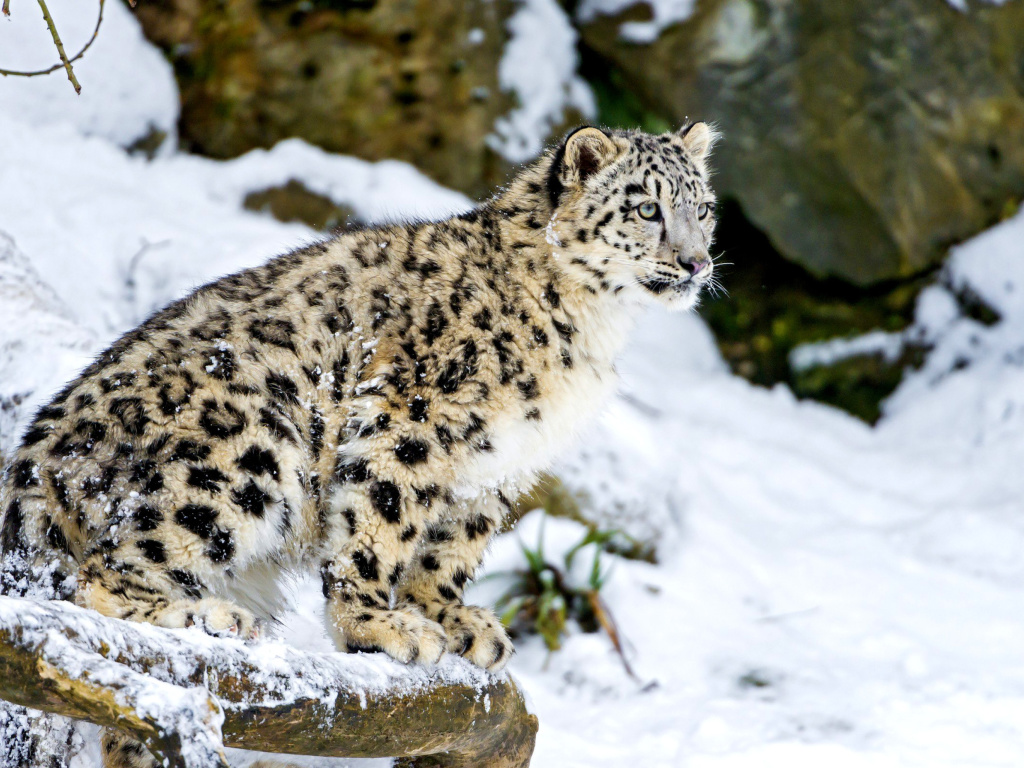 Das Snow Leopard Wallpaper 1024x768