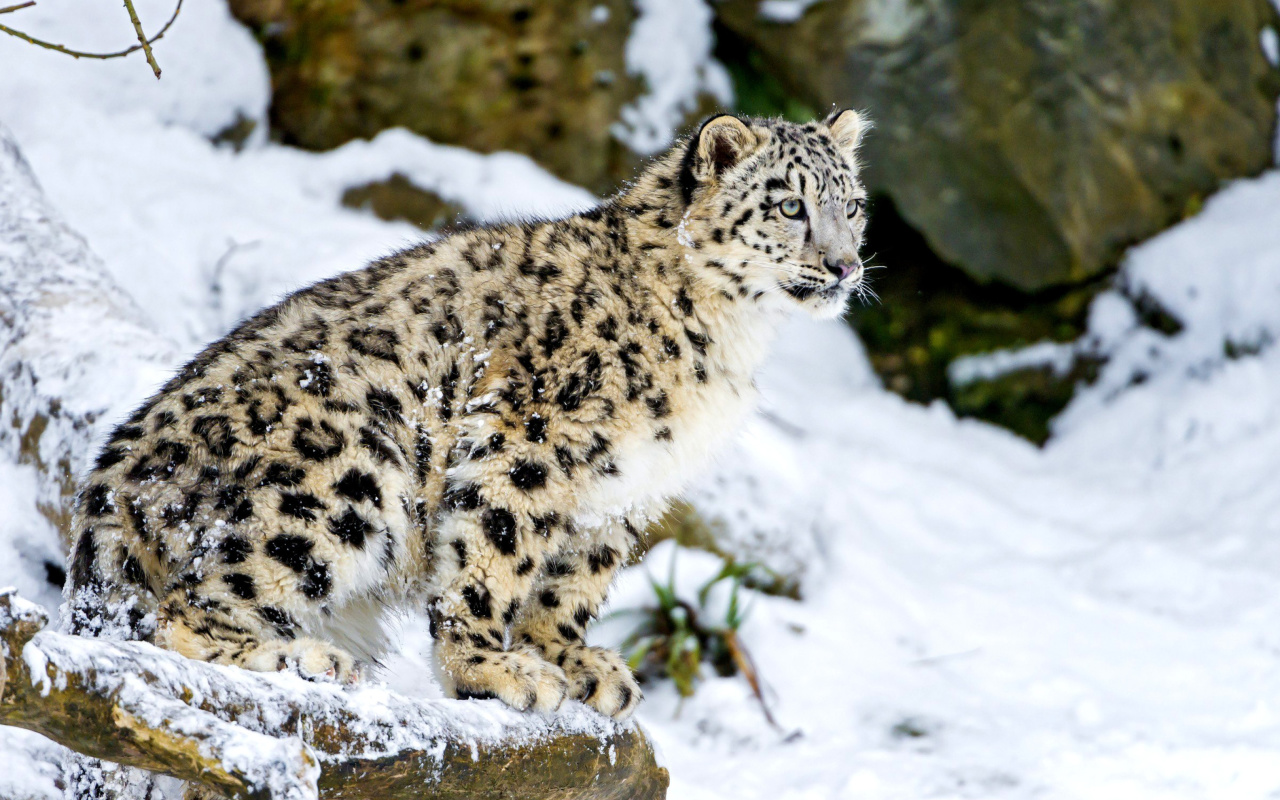 Snow Leopard wallpaper 1280x800