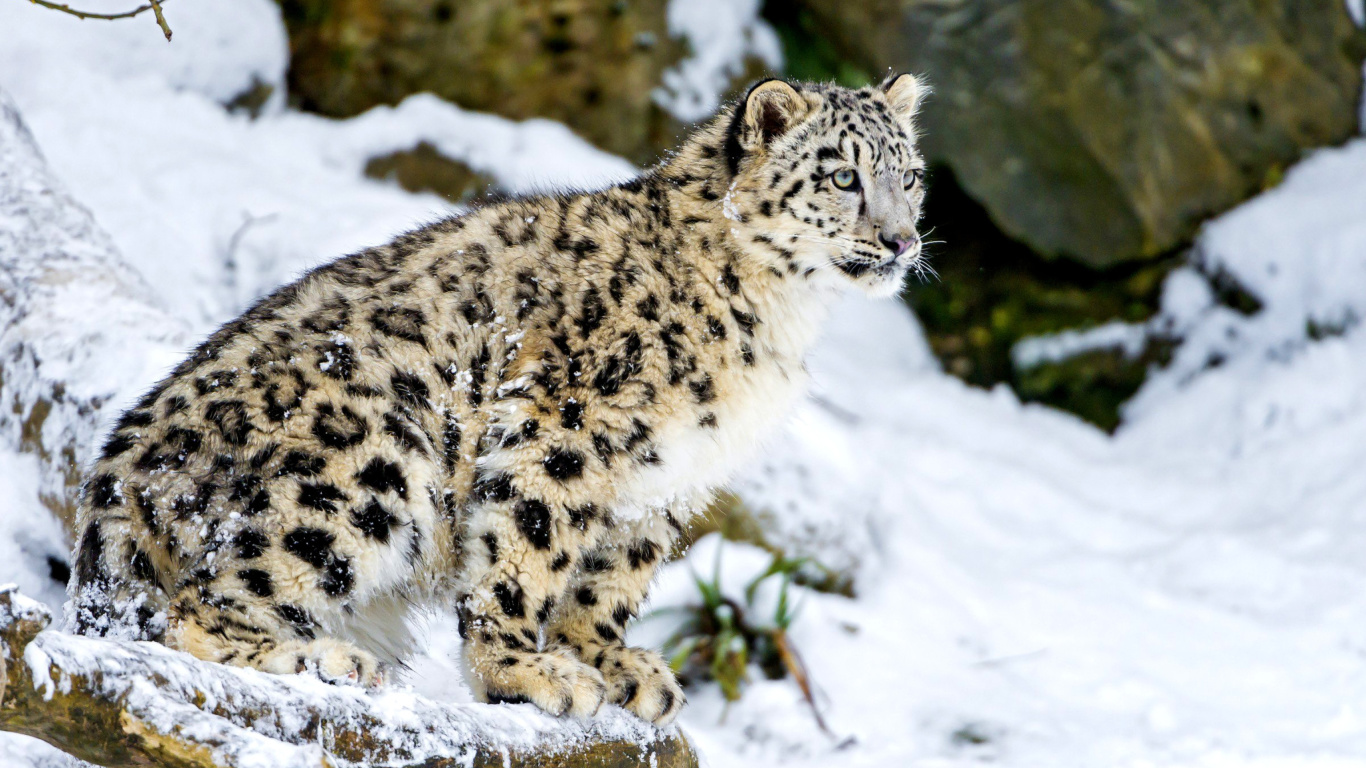 Das Snow Leopard Wallpaper 1366x768