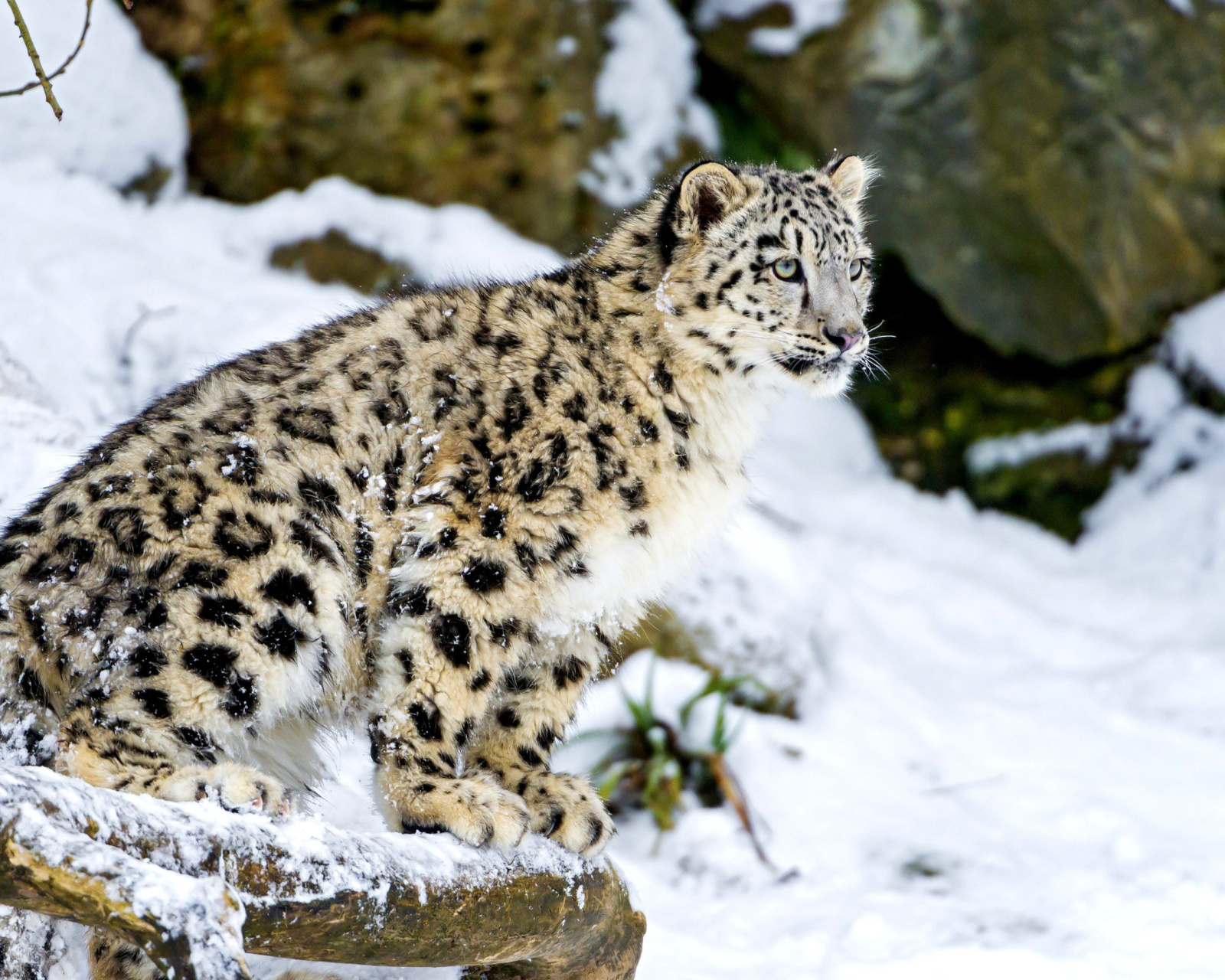 Sfondi Snow Leopard 1600x1280