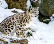Screenshot №1 pro téma Snow Leopard 176x144