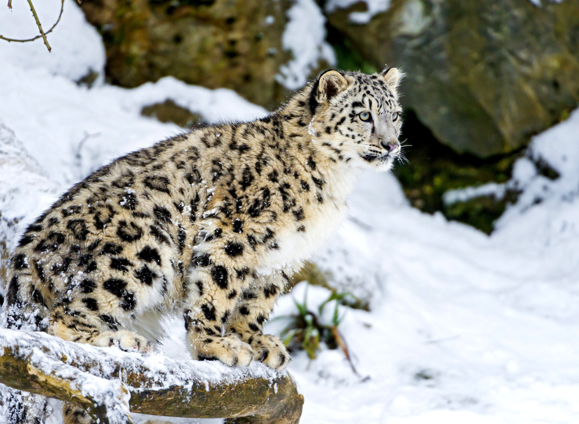 Sfondi Snow Leopard 1920x1408