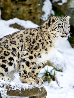 Обои Snow Leopard 240x320