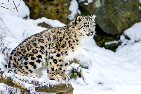 Fondo de pantalla Snow Leopard 480x320