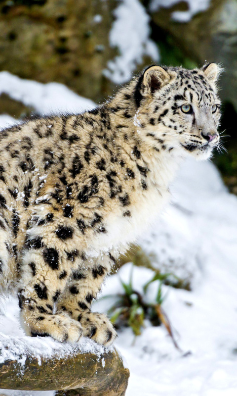 Fondo de pantalla Snow Leopard 480x800