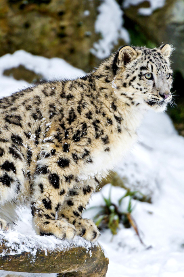 Snow Leopard wallpaper 640x960