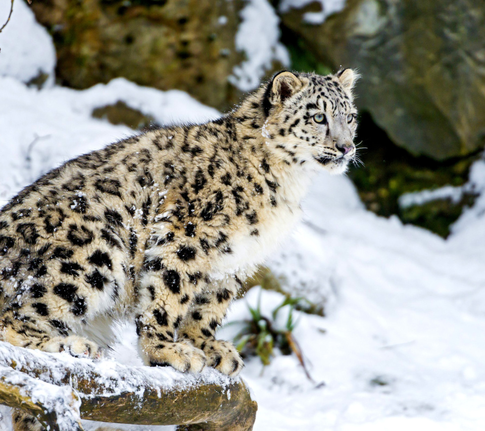 Fondo de pantalla Snow Leopard 960x854