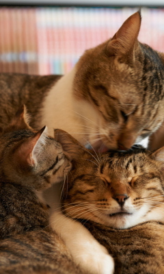 Cat Family screenshot #1 240x400