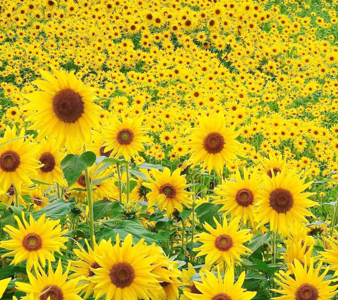 Sunflowers wallpaper 1080x960