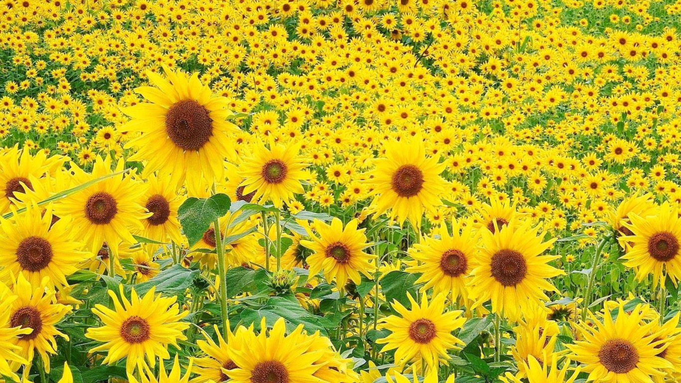 Sunflowers wallpaper 1366x768