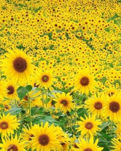 Fondo de pantalla Sunflowers 176x220