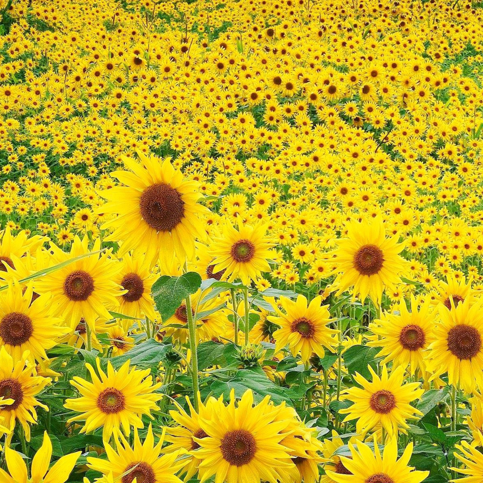 Screenshot №1 pro téma Sunflowers 2048x2048