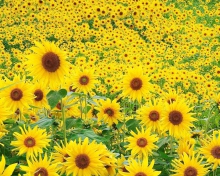Das Sunflowers Wallpaper 220x176