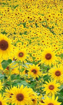 Sunflowers screenshot #1 240x400