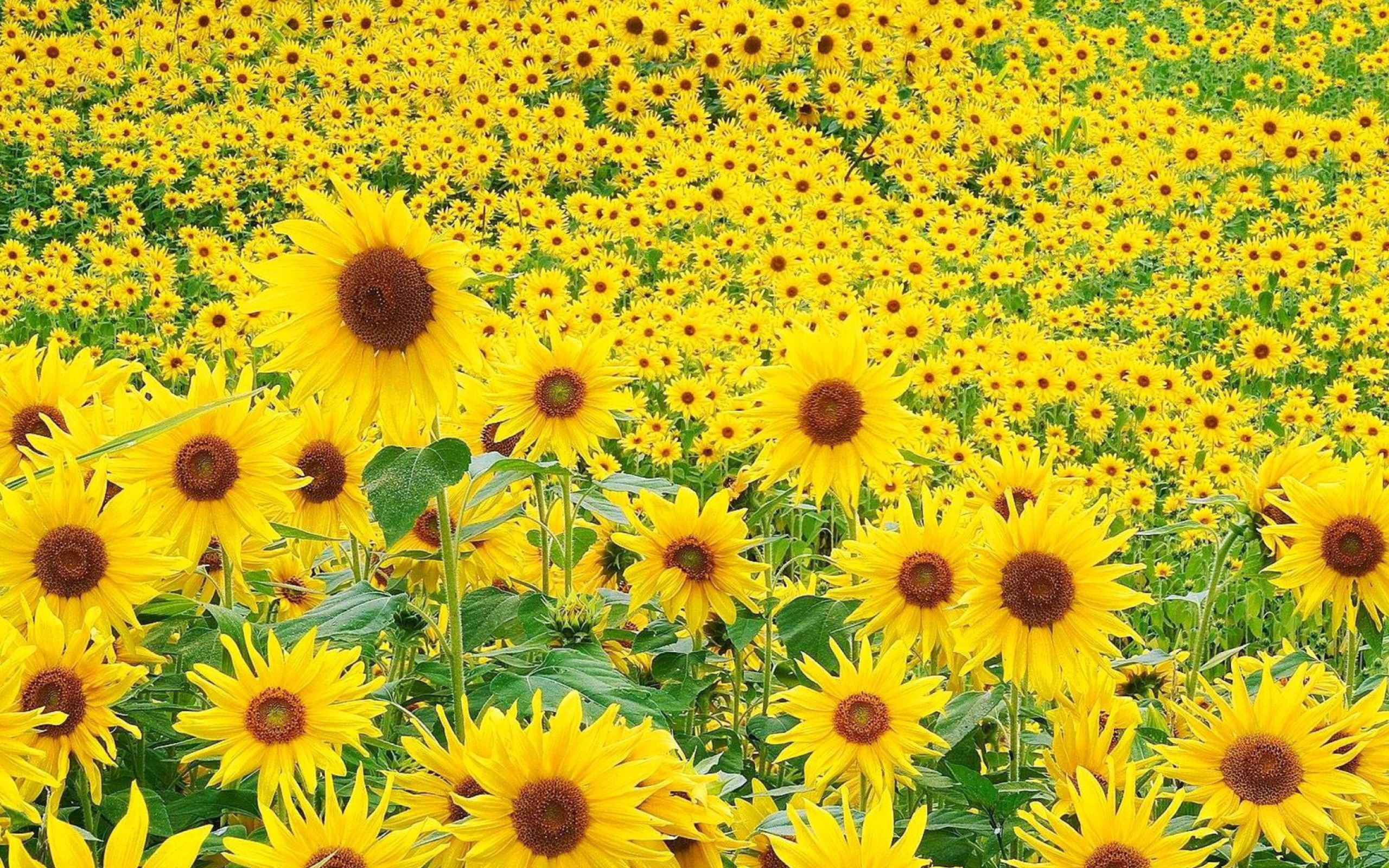 Fondo de pantalla Sunflowers 2560x1600
