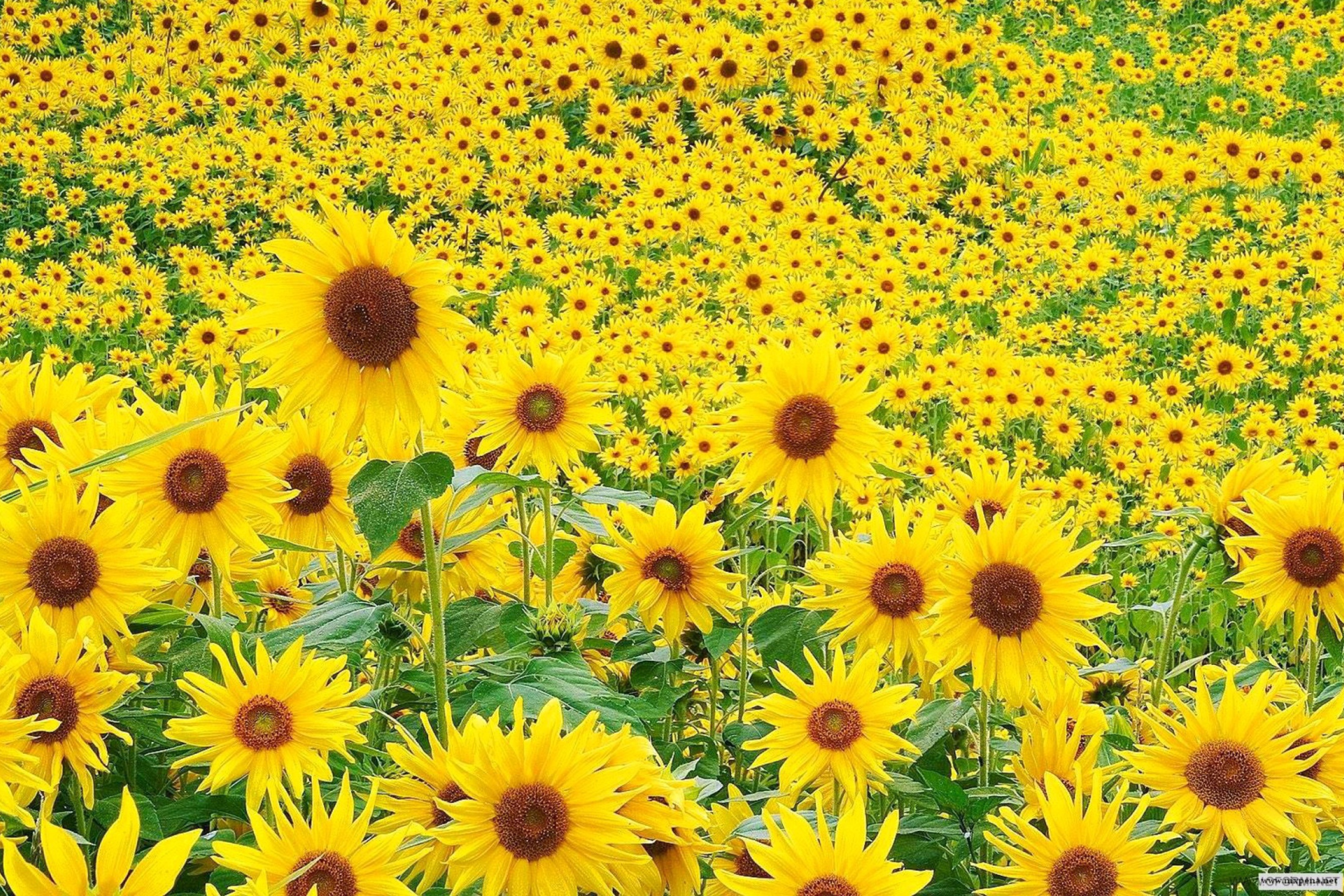 Screenshot №1 pro téma Sunflowers 2880x1920