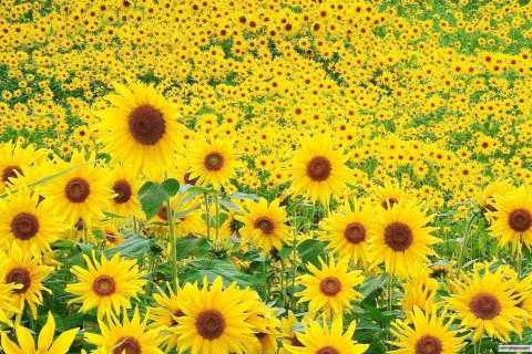 Screenshot №1 pro téma Sunflowers 480x320