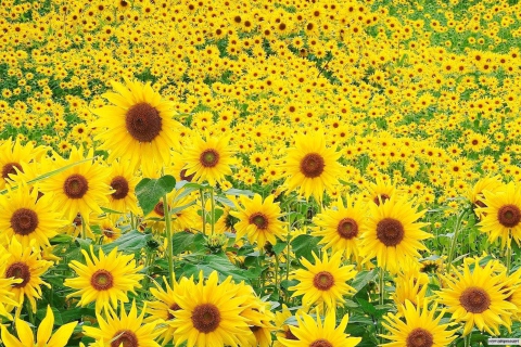 Sfondi Sunflowers 480x320