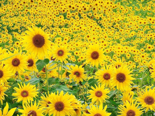 Sfondi Sunflowers 640x480