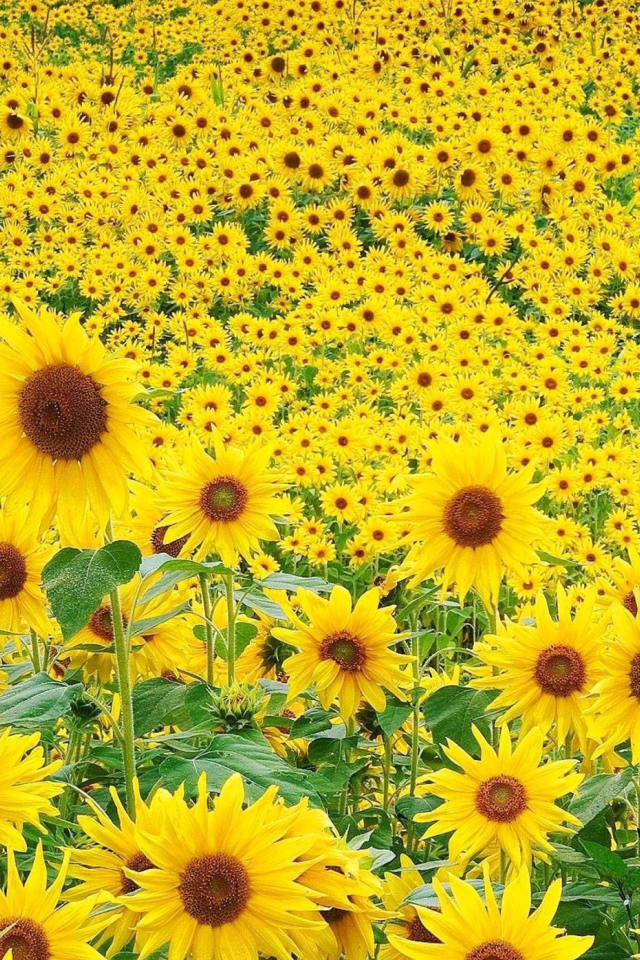 Das Sunflowers Wallpaper 640x960