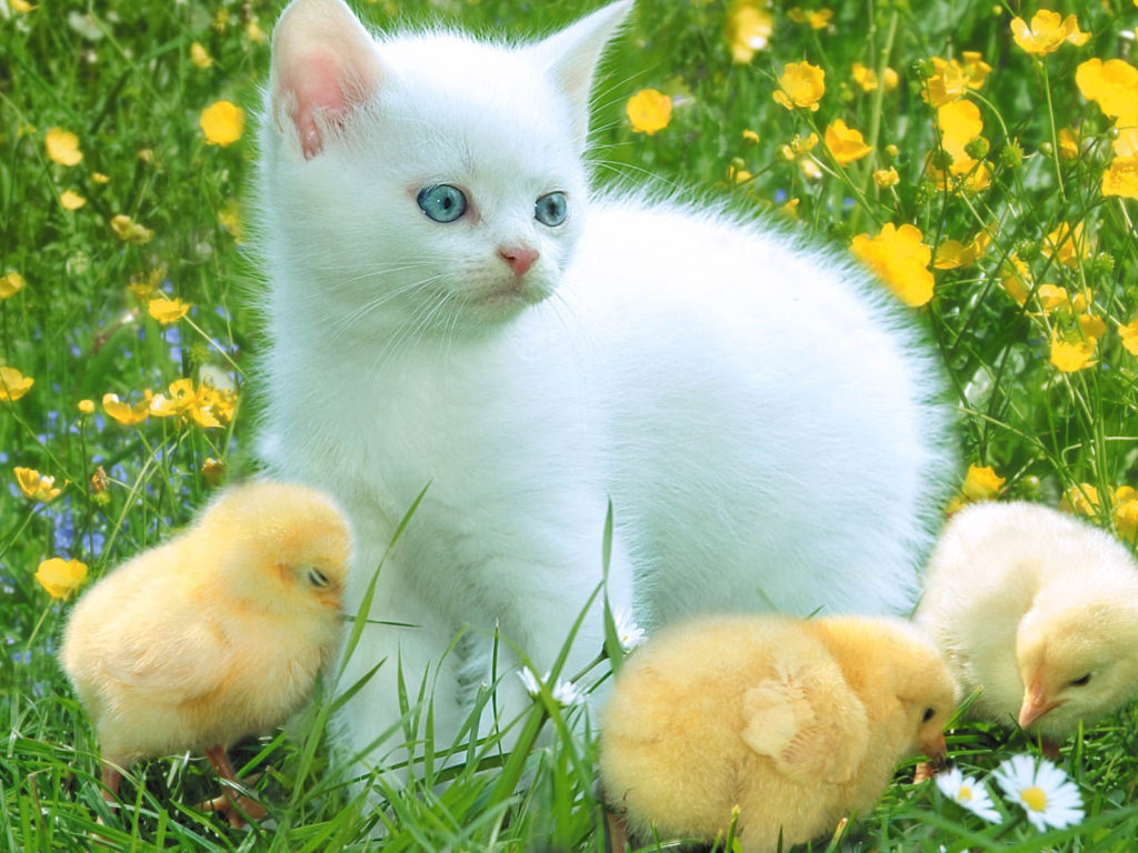 Kitten And Chickens Around wallpaper 1024x768