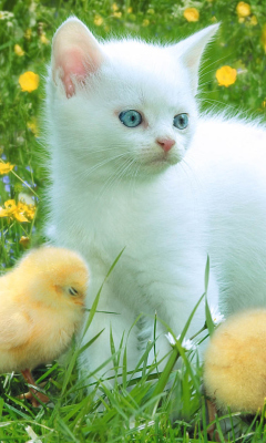 Обои Kitten And Chickens Around 240x400