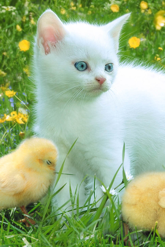 Kitten And Chickens Around screenshot #1 640x960