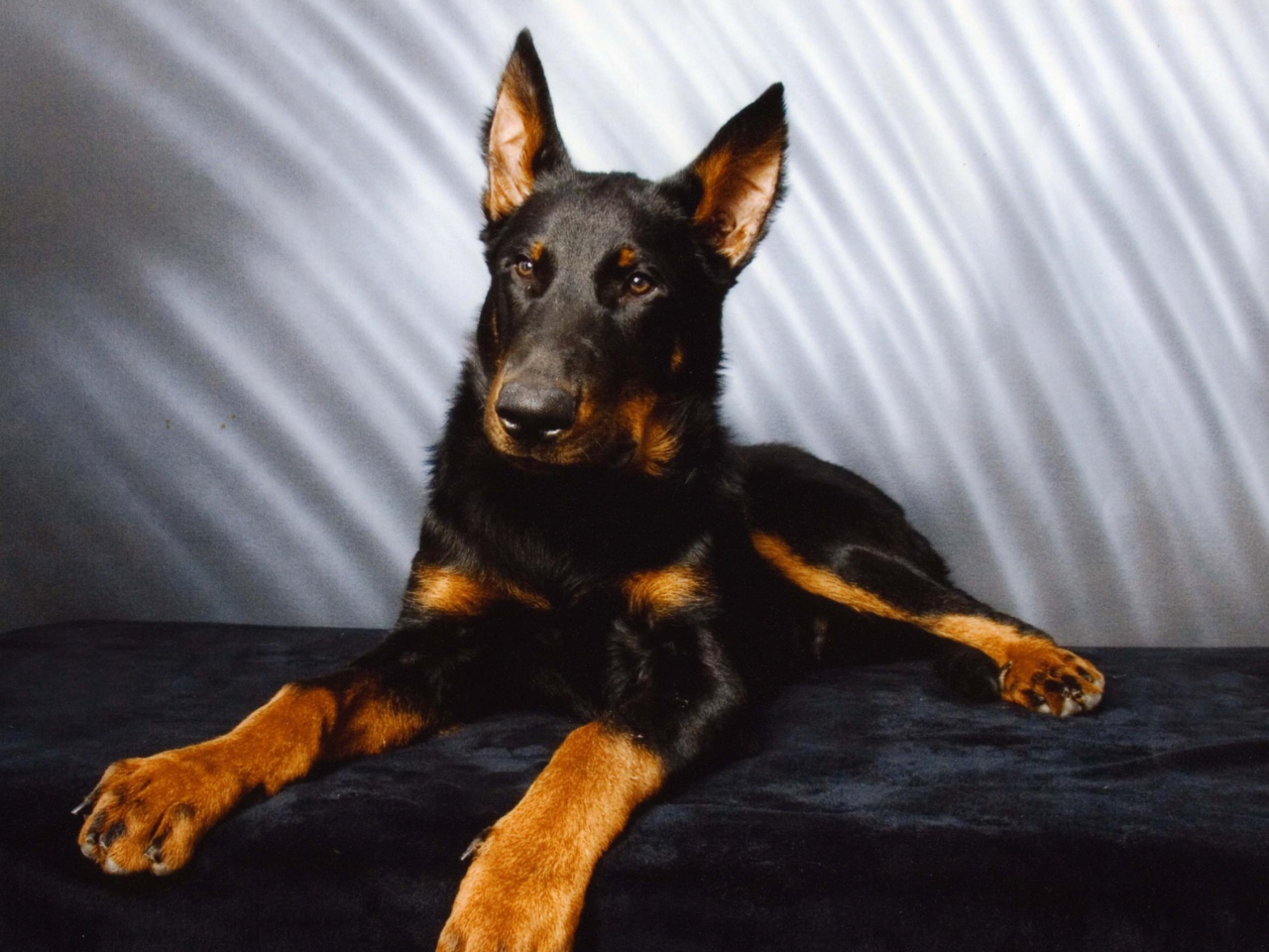 Beauceron screenshot #1 1280x960