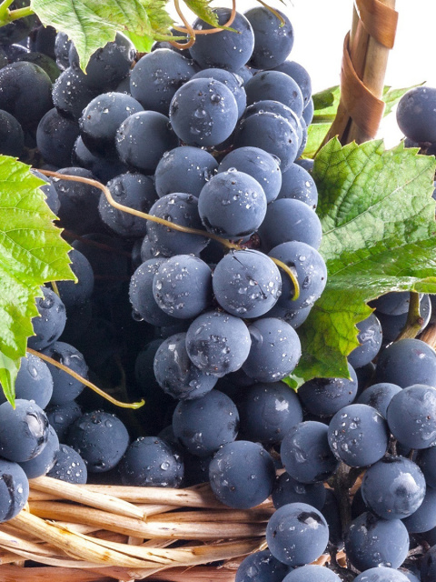 Das Blue Concord Grape Wallpaper 480x640