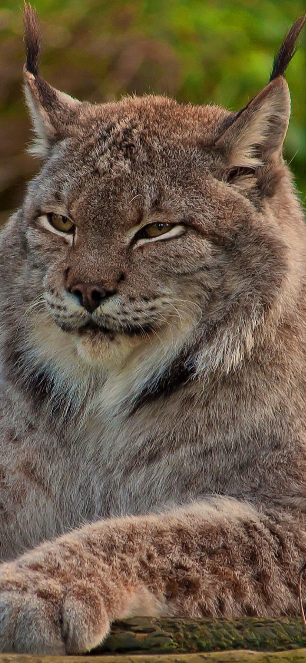 Eurasian lynx wallpaper 1170x2532