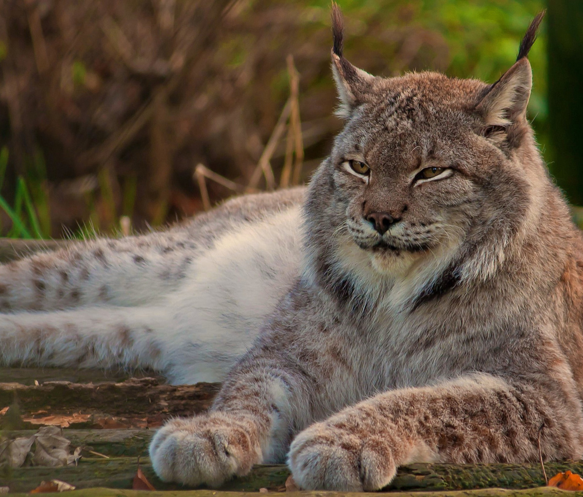Eurasian lynx screenshot #1 1200x1024