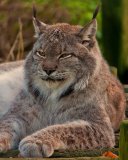 Обои Eurasian lynx 128x160