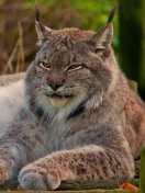 Eurasian lynx screenshot #1 132x176