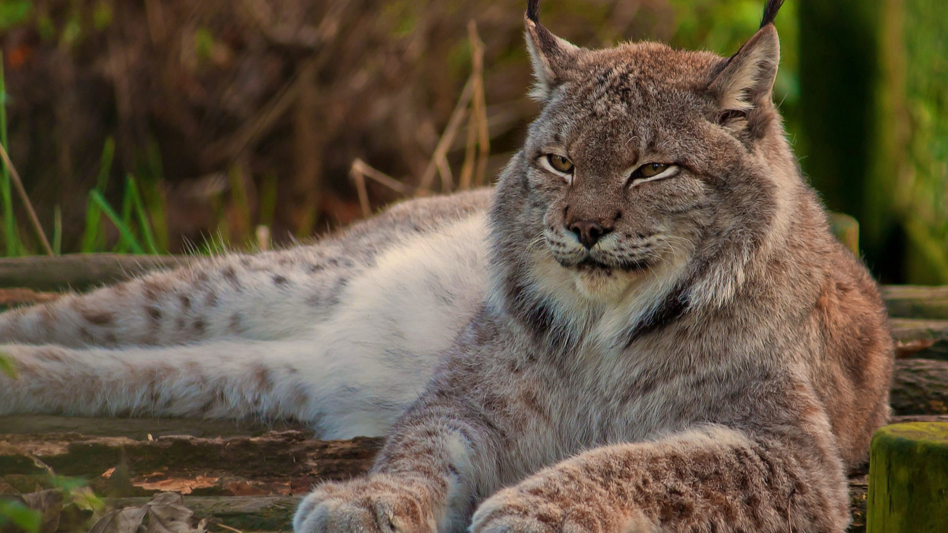 Eurasian lynx wallpaper 1920x1080