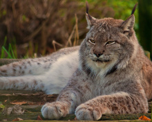 Обои Eurasian lynx 220x176