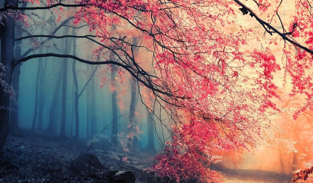 Screenshot №1 pro téma Misty Autumn Forest and Sun 1024x600