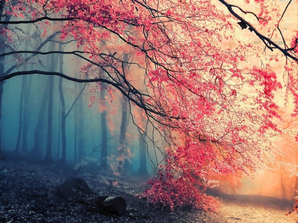 Sfondi Misty Autumn Forest and Sun 1024x768