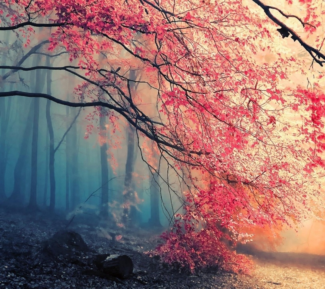 Das Misty Autumn Forest and Sun Wallpaper 1080x960