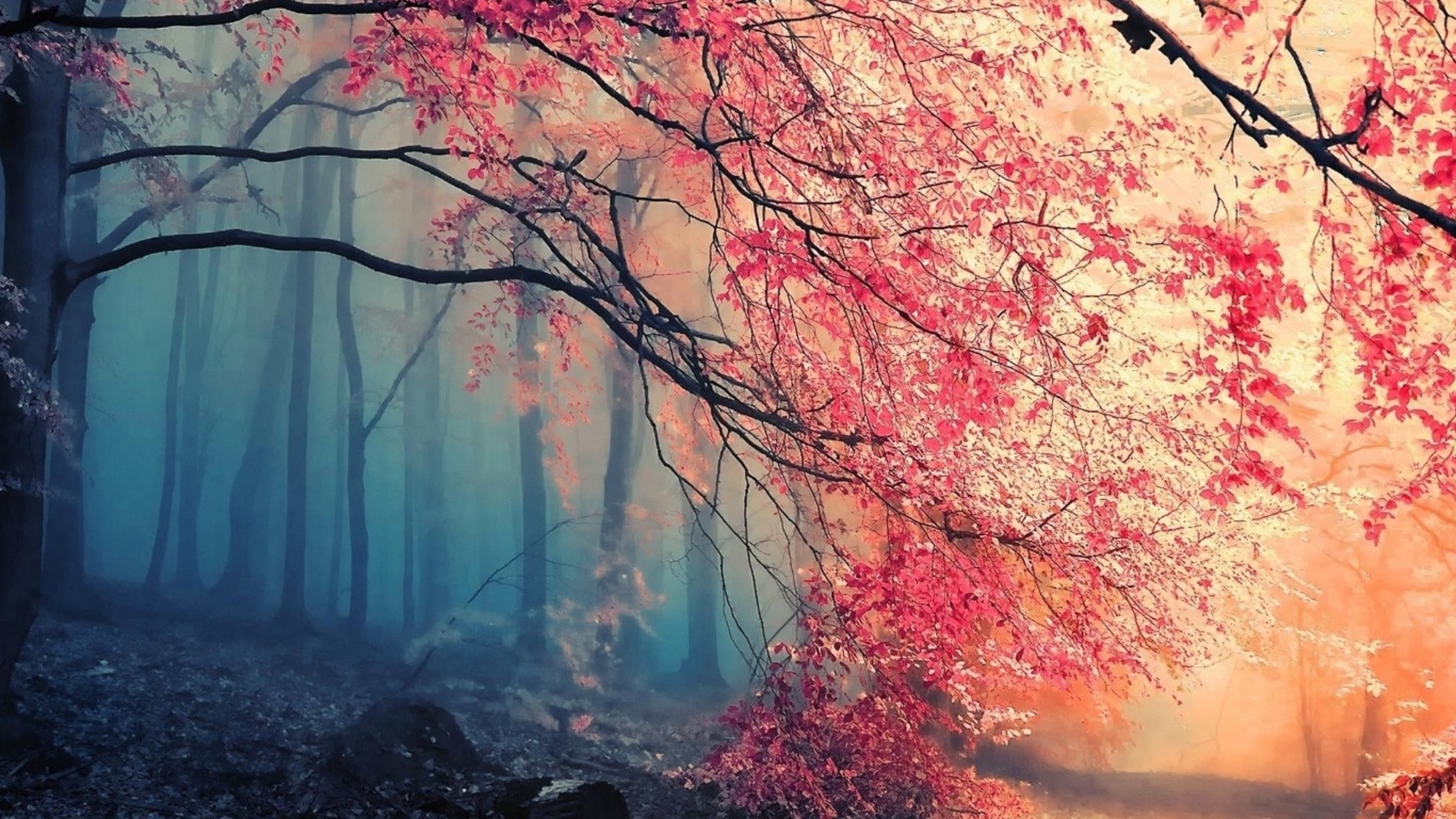 Обои Misty Autumn Forest and Sun 1366x768