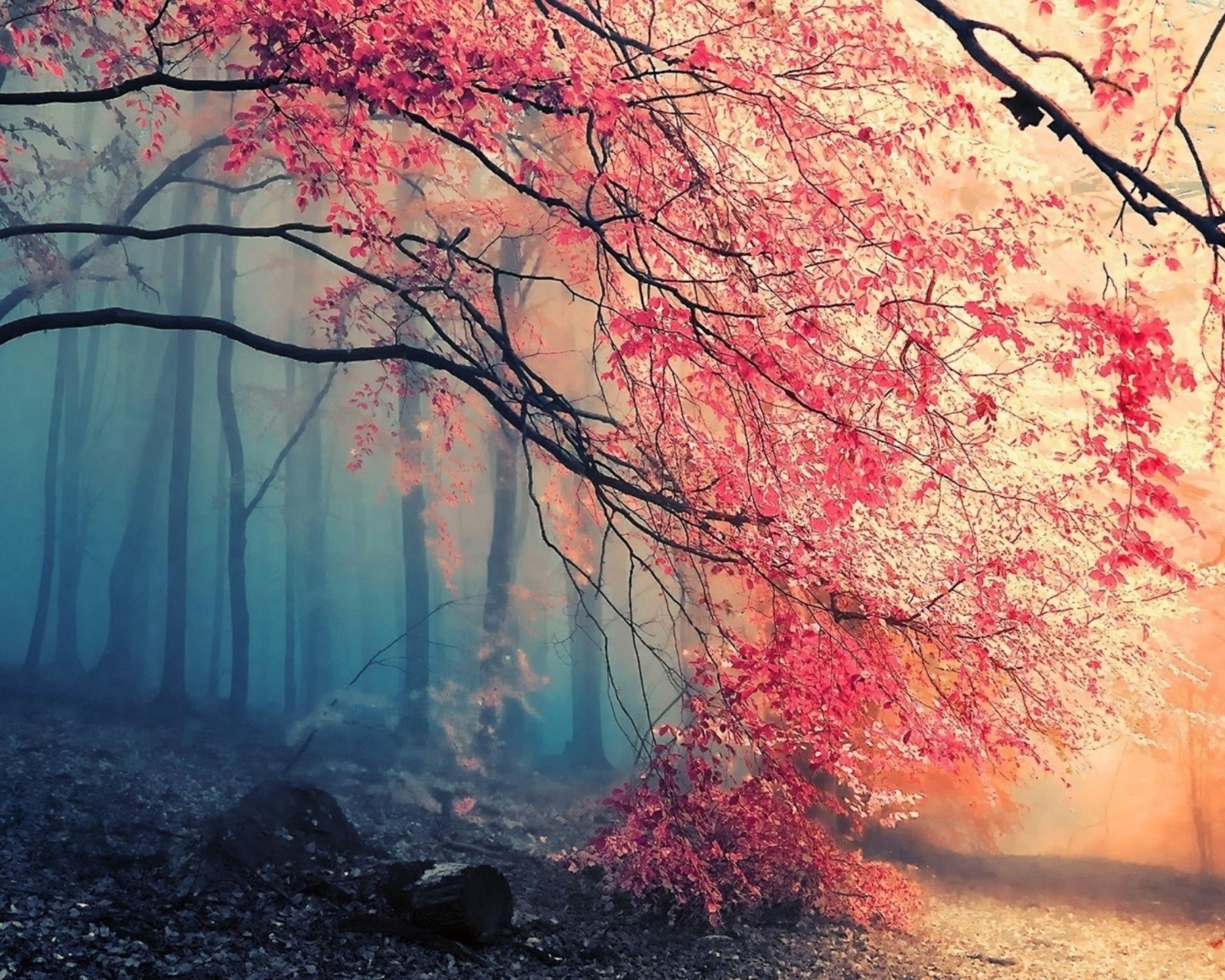 Misty Autumn Forest and Sun wallpaper 1600x1280