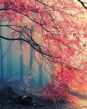Misty Autumn Forest and Sun wallpaper 176x220