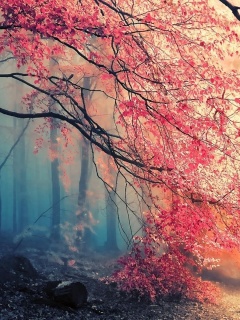 Обои Misty Autumn Forest and Sun 240x320